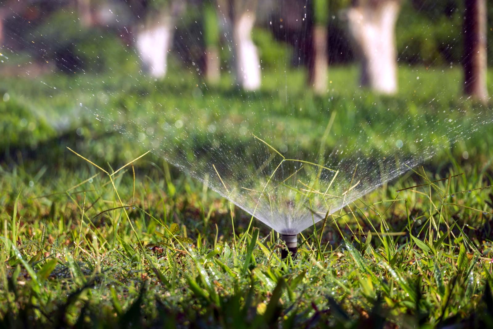 A pop-up sprinkler watering a green lawn.