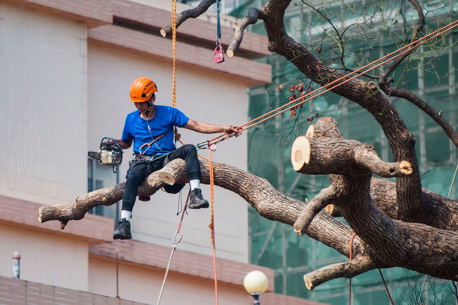 A tree climber in a harness and helmet cutting a branch with a chainsaw.